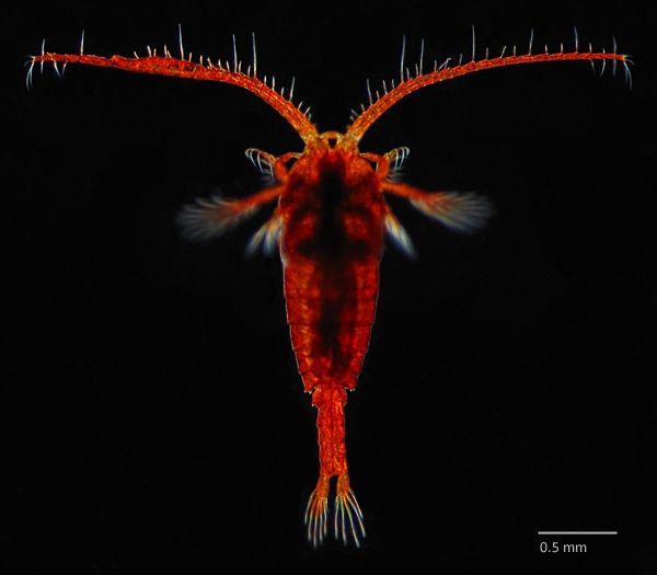 Photo of Hesperodiaptomus arcticus by Ian Gardiner